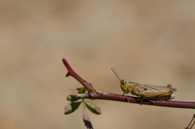 Photo de Costes Aurélien - 22/08/2015. NANT (12). Indéterminé (M)